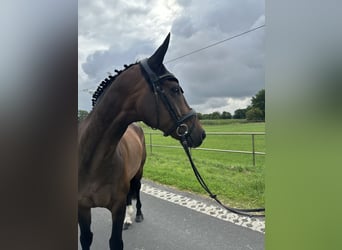 Hannoveraan, Ruin, 11 Jaar, 160 cm, Donkerbruin