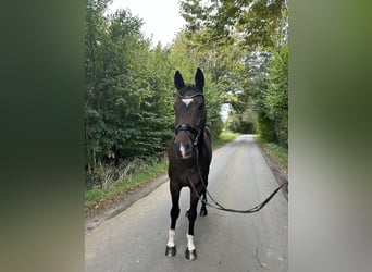 Hannoveraan, Ruin, 11 Jaar, 160 cm, Donkerbruin
