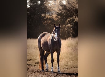 Hannoveraan, Ruin, 11 Jaar, 162 cm, Bruin