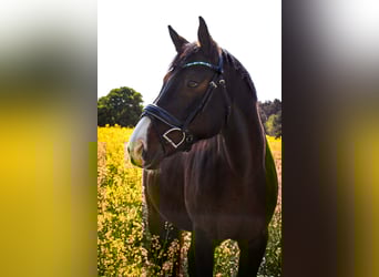 Hannoveraan, Ruin, 11 Jaar, 164 cm, Donkerbruin