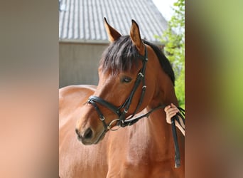 Hannoveraan, Ruin, 11 Jaar, 167 cm, Brauner