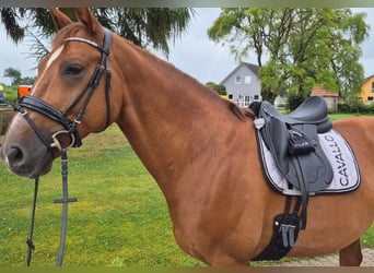 Hannoveraan, Ruin, 11 Jaar, 167 cm, Vos