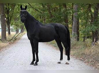 Hannoveraan, Ruin, 11 Jaar, 167 cm, Zwart