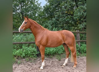 Hannoveraan, Ruin, 11 Jaar, 168 cm, Vos