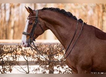 Hannoveraan, Ruin, 11 Jaar, 171 cm, Bruin