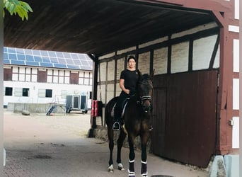 Hannoveraan, Ruin, 11 Jaar, 172 cm, Bruin