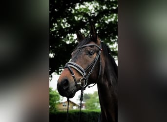 Hannoveraan, Ruin, 11 Jaar, 172 cm, Bruin