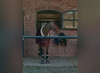 Hannoveraan, Ruin, 11 Jaar, 174 cm, Bruin