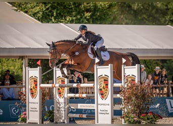 Hannoveraan, Ruin, 11 Jaar, 174 cm, Bruin