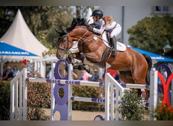 Hannoveraan, Ruin, 11 Jaar, 174 cm, Bruin