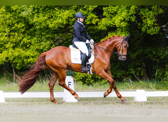 Hannoveraan, Ruin, 11 Jaar, 175 cm, Vos