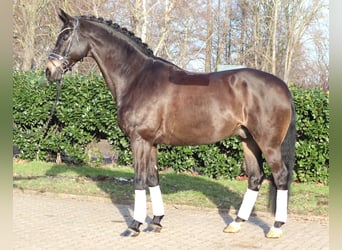 Hannoveraan, Ruin, 11 Jaar, 175 cm, Zwart