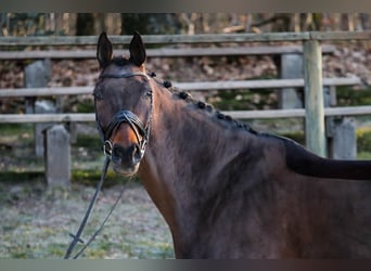 Hannoveraan, Ruin, 11 Jaar, 178 cm, Bruin