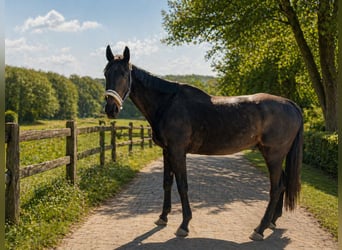 Hannoveraan, Ruin, 11 Jaar, 183 cm, Donkerbruin