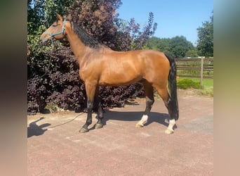 Hannoveraan, Ruin, 11 Jaar, Bruin
