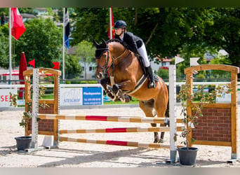 Hannoveraan, Ruin, 12 Jaar, 164 cm, Bruin