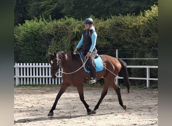 Hannoveraan, Ruin, 12 Jaar, 167 cm, Bruin