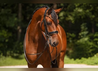 Hannoveraan, Ruin, 12 Jaar, 167 cm, Bruin
