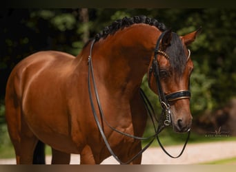 Hannoveraan, Ruin, 12 Jaar, 167 cm, Bruin