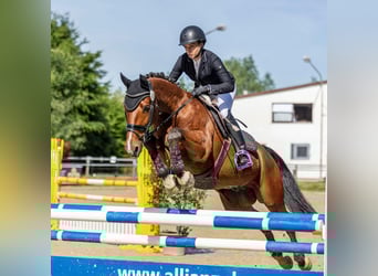 Hannoveraan, Ruin, 12 Jaar, 168 cm, Bruin