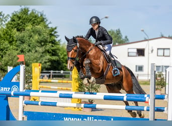 Hannoveraan, Ruin, 12 Jaar, 168 cm, Bruin