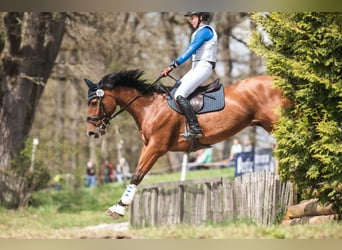 Hannoveraan, Ruin, 12 Jaar, 168 cm, Bruin