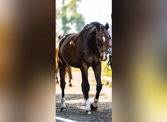 Hannoveraan, Ruin, 12 Jaar, 170 cm, Bruin