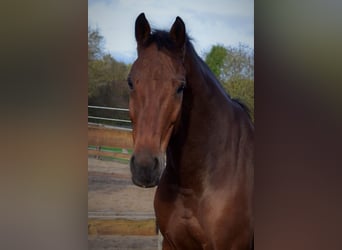 Hannoveraan, Ruin, 12 Jaar, 170 cm, Bruin