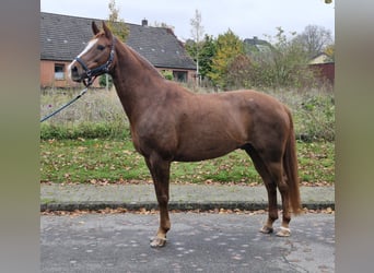 Hannoveraan, Ruin, 12 Jaar, 170 cm, Vos
