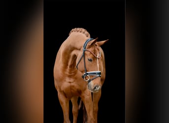 Hannoveraan, Ruin, 12 Jaar, 170 cm, Vos