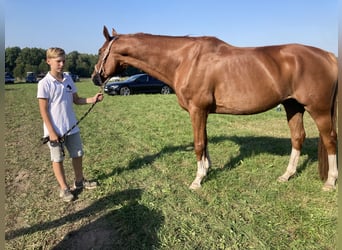 Hannoveraan, Ruin, 12 Jaar, 172 cm, Vos