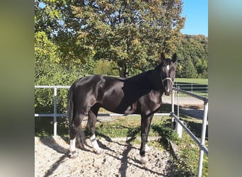 Hannoveraan, Ruin, 12 Jaar, 172 cm, Zwart