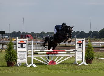 Hannoveraan, Ruin, 12 Jaar, 173 cm, Zwartbruin