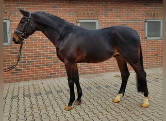 Hannoveraan, Ruin, 12 Jaar, 173 cm, Zwartbruin