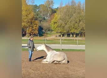 Hannoveraan, Ruin, 12 Jaar, 173 cm, Zwartschimmel