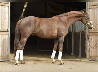 Hannoveraan, Ruin, 12 Jaar, 174 cm, Donkere-vos