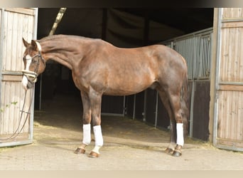 Hannoveraan, Ruin, 12 Jaar, 174 cm, Donkere-vos