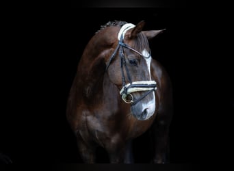 Hannoveraan, Ruin, 12 Jaar, 174 cm, Donkere-vos