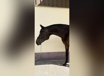 Hannoveraan, Ruin, 12 Jaar, 175 cm, Donkerbruin