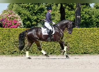 Hannoveraan, Ruin, 12 Jaar, 175 cm, Zwart