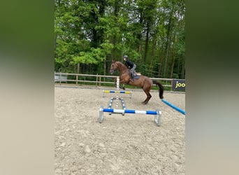 Hannoveraan, Ruin, 12 Jaar, 180 cm, Donkere-vos