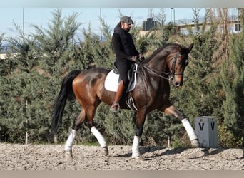 Hannoveraan, Ruin, 12 Jaar, 180 cm, Falbe