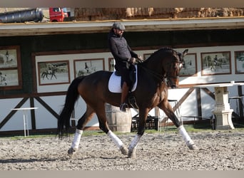 Hannoveraan, Ruin, 12 Jaar, 180 cm, Falbe