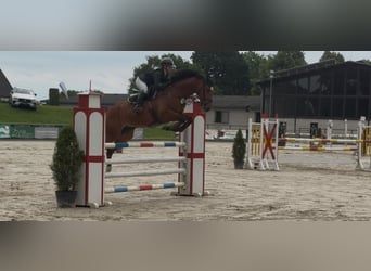 Hannoveraan, Ruin, 13 Jaar, 167 cm, Bruin