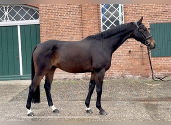 Hannoveraan, Ruin, 13 Jaar, 168 cm, Donkerbruin