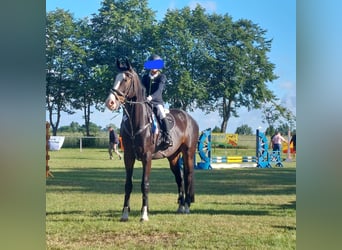 Hannoveraan, Ruin, 13 Jaar, 168 cm, Donkerbruin