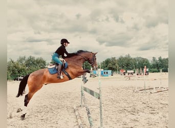 Hannoveraan, Ruin, 13 Jaar, 169 cm, Roodbruin