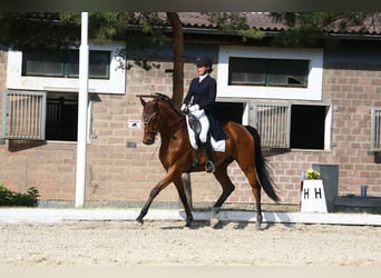 Hannoveraan, Ruin, 13 Jaar, 170 cm, Brauner