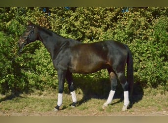 Hannoveraan, Ruin, 13 Jaar, 170 cm, Donkerbruin