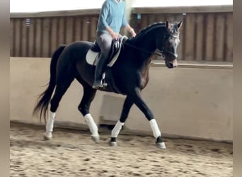 Hannoveraan, Ruin, 13 Jaar, 170 cm, Donkerbruin